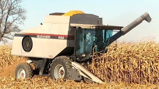 Corn Harvest 2023 | Gleaner R52 Combine Harvesting Corn | Ontario, Canada