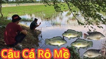 Câu Cá Rô Đồng Bự Ở Ruộng Lúa, Hôm Nay Mấy Cậu Cháu Trúng Mánh