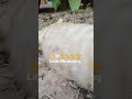 Little Life Moving | Pregnant 🤰 | Cat Morning Moment in Thai Countryside #nature #cat