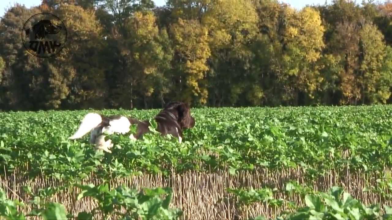 Münsterländeren - den alsidige jagthund