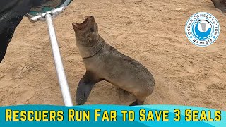 Rescuers Run Far To Save Three Seals