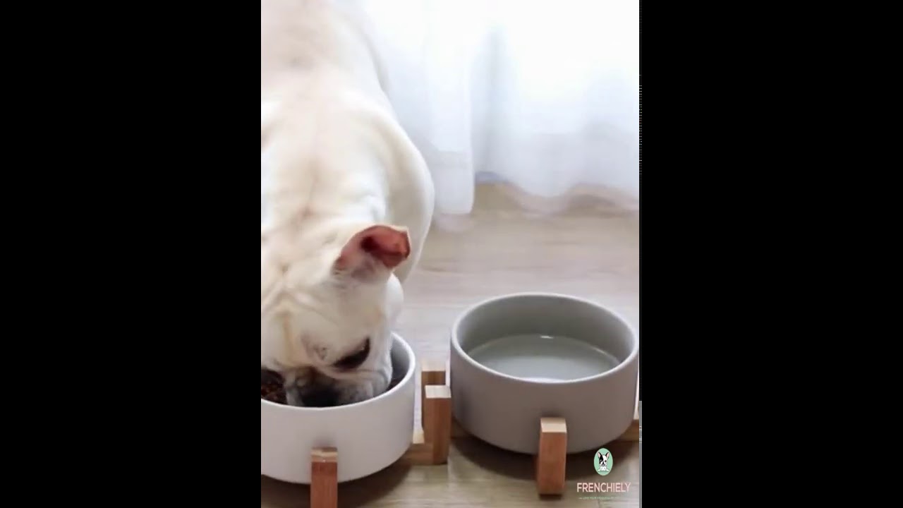 french bulldog feeder bowl YouTube