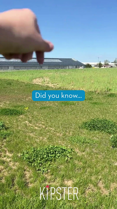Our pollinator garden is in full bloom, and it’s doing more than just looking pretty 🌼