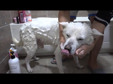 잘생긴🐶진돗개  목욕시켜 볼게요 Dog vlog