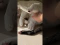 人家是潰頭本丸是潰腳😂 #寵物 #cat #貓咪 #貓 #貓咪日常