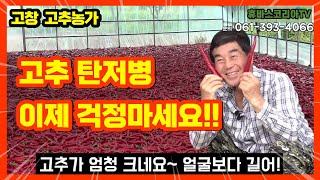 [고창 고추] 200평당 1000근?! 탄저병 없는 고추농사의 비결 대공개!