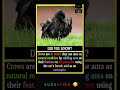 fact no 12 #memes #factshorts #facts #youtubeshorts