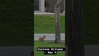 Curious Kittens - May 2 #ottawa #nature #canada #wildlife #fox