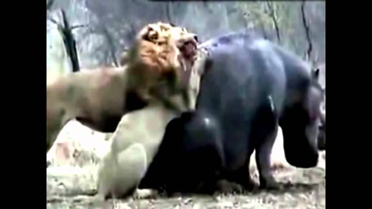 Лев мстит Видео ВКонтакте