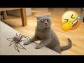 Best Funniest Animal Videos 2026 Funny Dogs And Cats Videos Of The Year