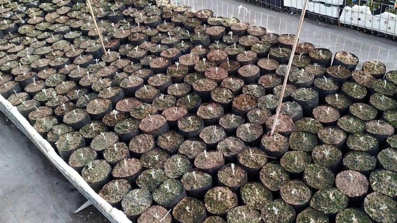 Ελαιόδενδρα ποικιλίας Τιμίου Προδρόμου.