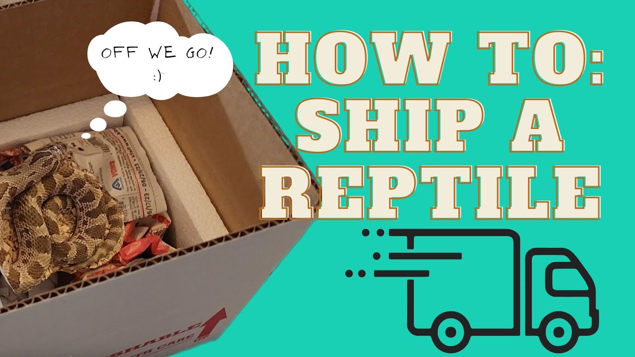 Is Shipping Reptiles Safe? (How To Safely Ship A Reptile) - YouTube