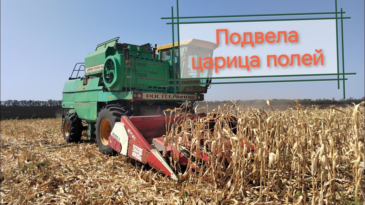 Уборка неурожая кукурузы 2025!