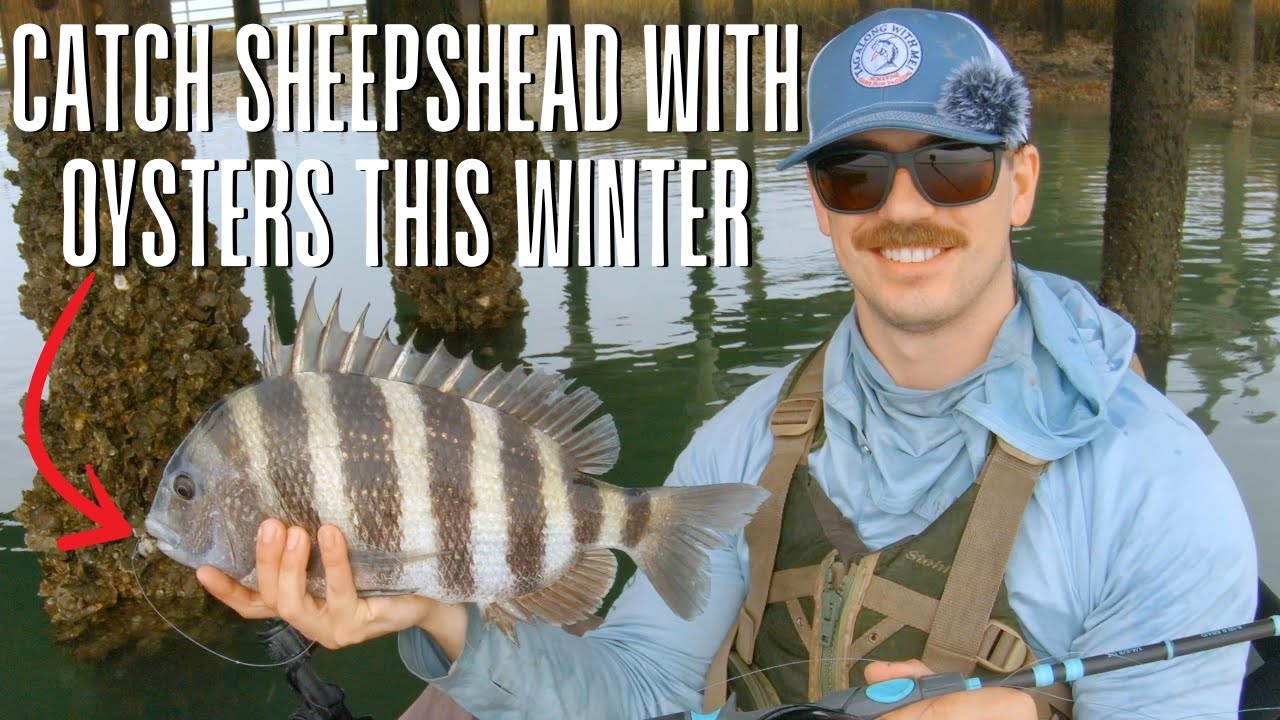 The Next Best Bait For Sheepshead  How To Use Oysters To Catch Sheepshead  
