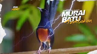 Variasi Tembakan Murai Batu Cocok Buat Isian Dan Pancingan Emosi