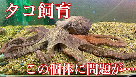 ひぐらしなまず Youtube