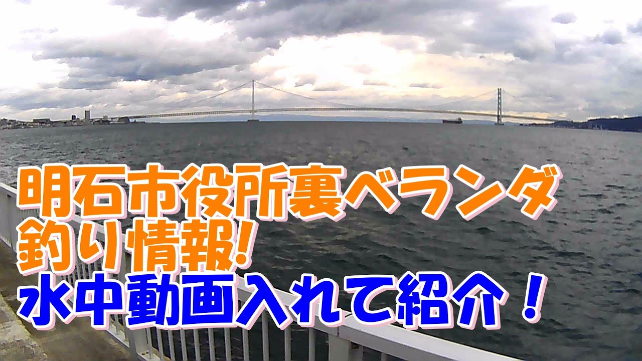 明石市役所裏ベランダ釣り情報と岸壁近くの水中の魚の状況を紹介！