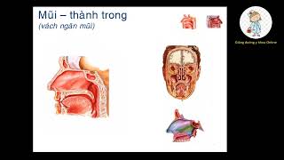 RESPIRATORY SYSTEM ANATOMY | Dr. VO VAN HAI | University Exam Review 2023