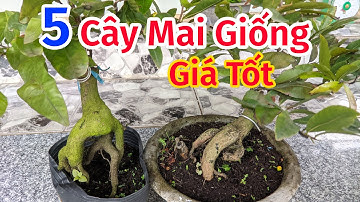 (17/3). MAI CÚC HOA HỒNG THANH TÚ, CÚC BI, CÚC TƯ LONG GIÁ RẺ 0902074660