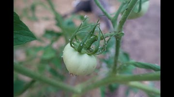 Get Control of Ants & Aphids in Your Garden with This Simple Trick.