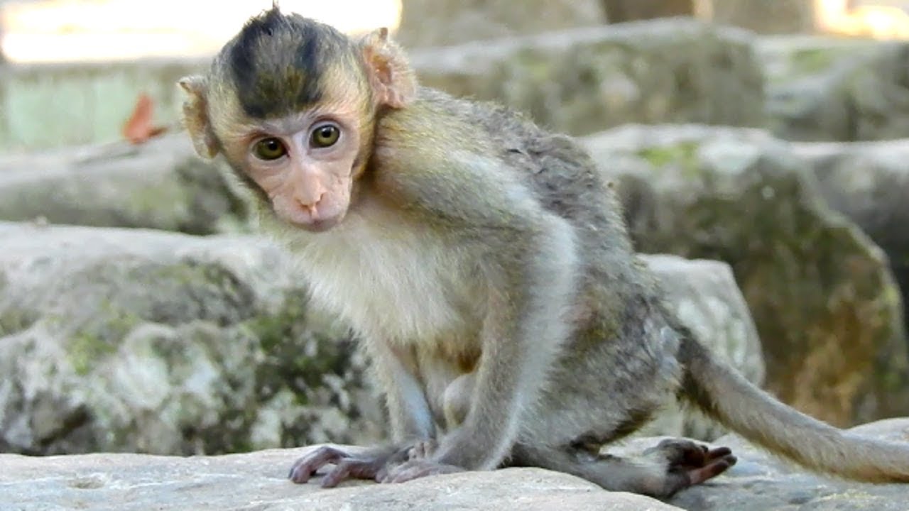So Poor Adorable A Little Girl Janna Baby Monkey! Looking So Skinny Now ...