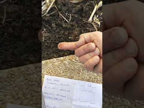 رقية بوضع الإصبع في التراب مجربة وفعالة