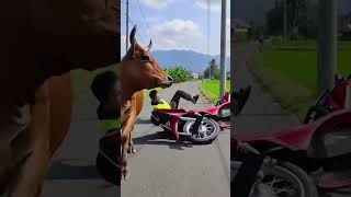 Crazy Bull Attacks Red Car – Shocking Farm Accident Caught on Camera!#bullattack#crazy #funny
