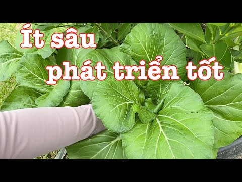 Video: Khi nào trồng Bok Choy - Mẹo Trồng Bok Choy vào mùa thu hoặc mùa xuân