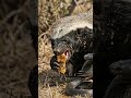 #shortvideo #shorts #youtubeshorts Honey badger vs snake ☠️