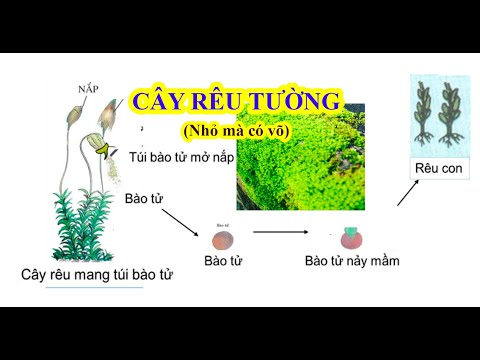 Sinh 6 Bài 38 RÊU - CÂY RÊU - Cây rêu tường là gì? Rêu sinh sản ...
