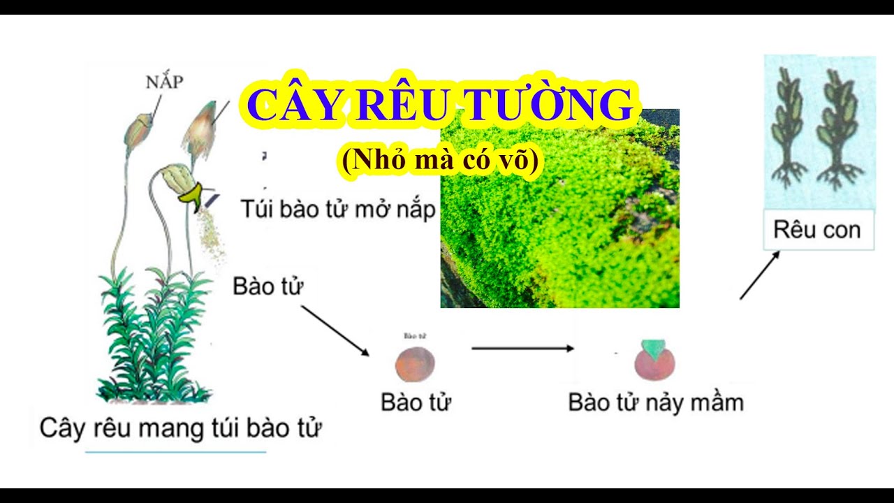 Sinh 6 Bài 38 RÊU - CÂY RÊU - Cây rêu tường là gì? Rêu sinh sản ...