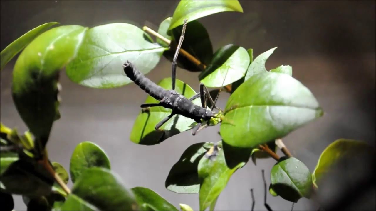 Black Beauty Stick Insect (Peruphasma schultei) Male Feeding YouTube