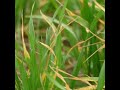 Choosing Wheat Varieties for 2026 – Is Yellow Rust a Concern?