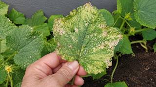 Download lagu If you see just 1 yellow leaf on a cucumber, do THIS immediately