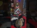 Со старым Новым годом Друзья 🙏💝🎄🐈🐈🐈🐈🐈🐈🐈🐈‍⬛🐈‍⬛🐩🐕 #cats #kittens #dogs