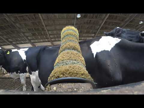 Intelligent Technology Modern Cow Milking Hay Bale Feeding Cleaning Fun LOL Machine Transportation