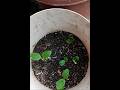 yellow🌱zucchini #zuchinni #seeds #patio #garden @jackpribek#electronicmusic