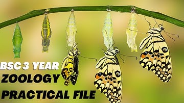 Download Pdf of  BSC 3rd year zoology practical file