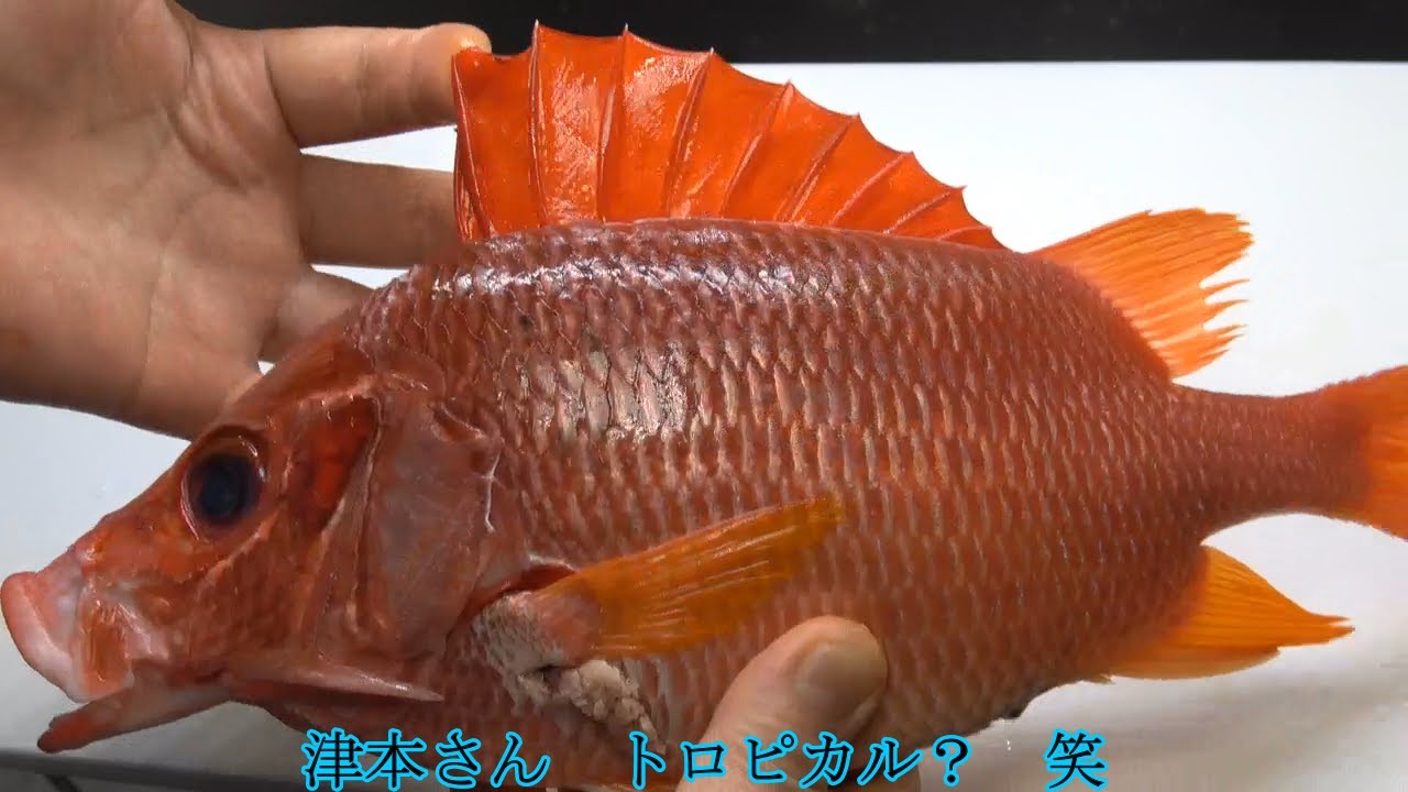 津本式究極の血抜き トガリエビス 仕立て編 7 津本式究極の血抜き Fishrecipes Agedfish トガリエビス Youtube