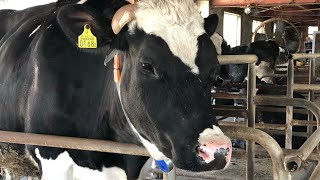 Little Hokkaido In Ageo Saitama Ken.enomoto Dairy Farm