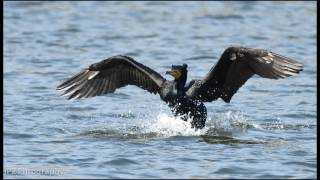 Eyes of cormorants in action, Sigma 500mm f4.5 APO EX HSM with Nikon D800E