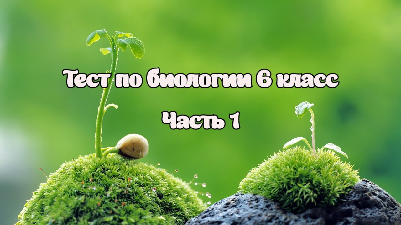 Тест по биологии 6 класс (ботаника и зоология). Часть 1. - YouTube
