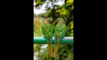 سورة الإخلاص#سورة الإخلاص - سورة 112 - عدد آياتها 4