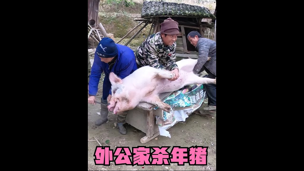 中国、漢加彩猪 外公家杀年猪，200斤的土猪疯狂挣脱铁钩，场面一度失控，很刺激#杀年猪