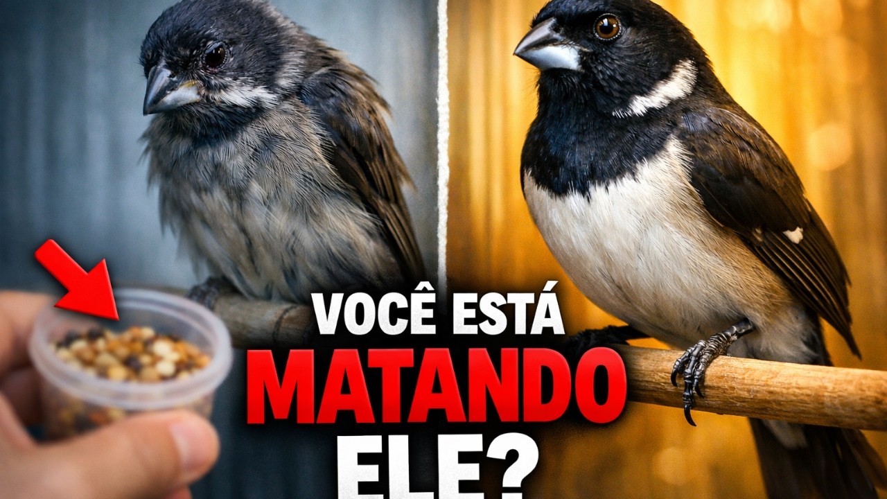 Você Está ENFRAQUECENDO seu COLEIRO e Nem Percebe (CUIDADO)