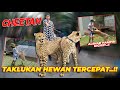 BISA SEDEKAT INI SAMA P3MBURU TERCEPAT DI BUMI..!!