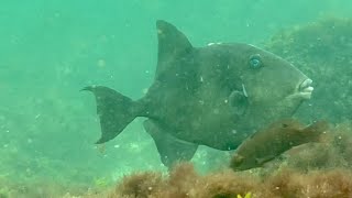 Gray Triggerfish