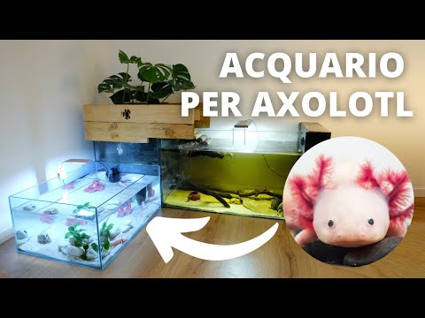 Video: Axolotl - Ambystoma Mexicanum Razza Di Rettili Ipoallergenico, Salute E Durata Della Vita