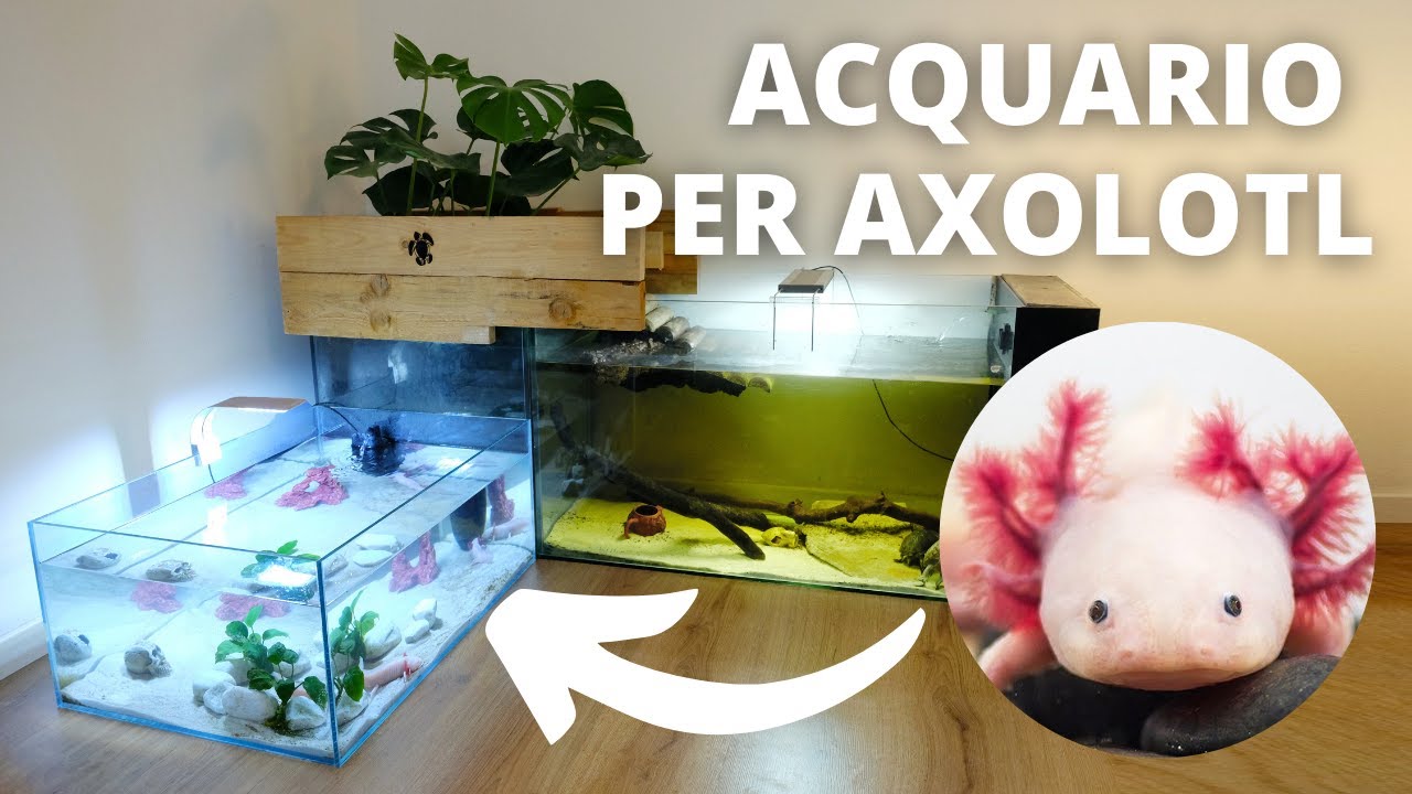 Piante acquario AXOLOTL : QUALI scegliere e COME tenerle al meglio