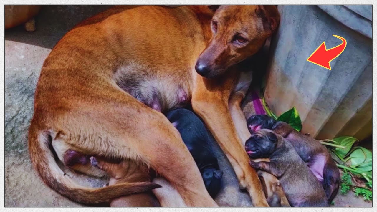 A Mother’s Final Act The Stray Dog Who Died Protecting Her Puppies